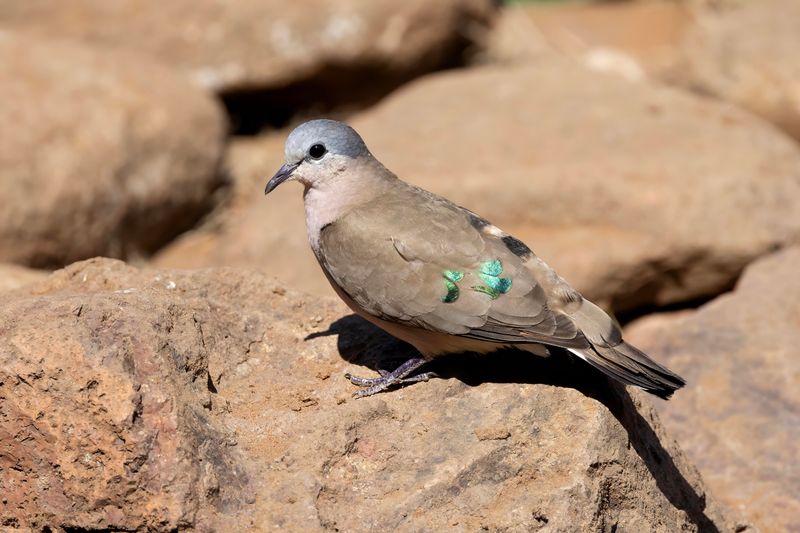 Emerald-spotted Wood Dove.   South Africa