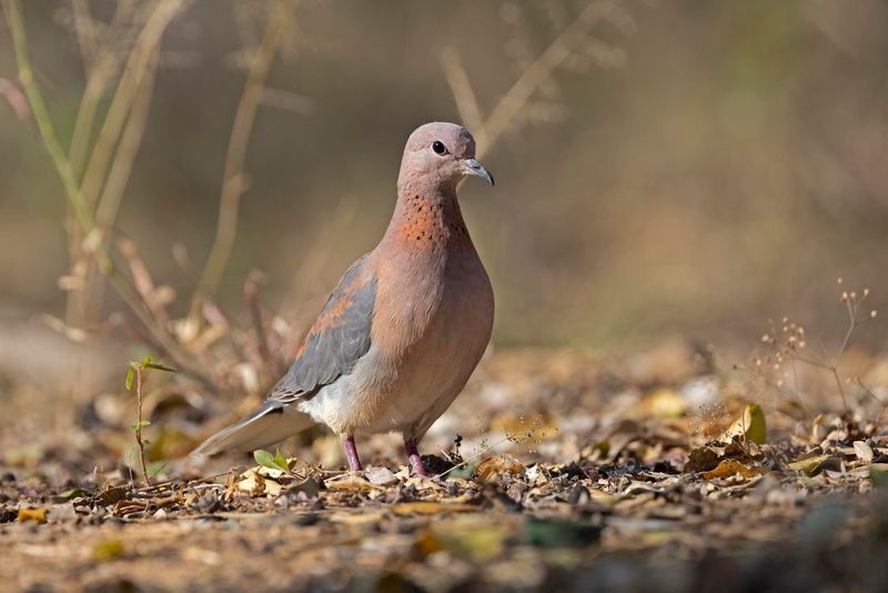 Laughing Dove.    South Africa
