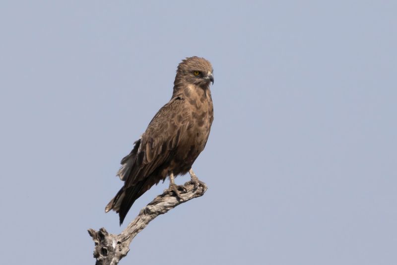 Brown Snake Eagle    South Africa