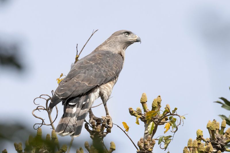 Southern Banded Snake Eagle   South Africa