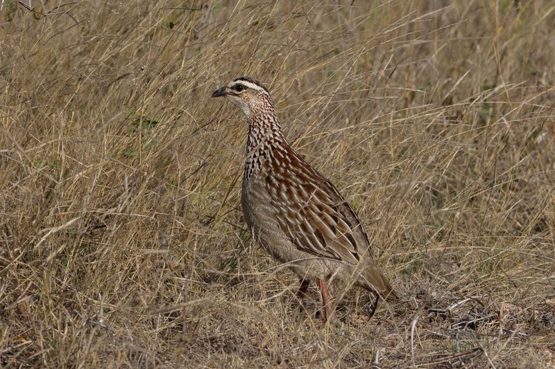 Crested Francolin    South Africa