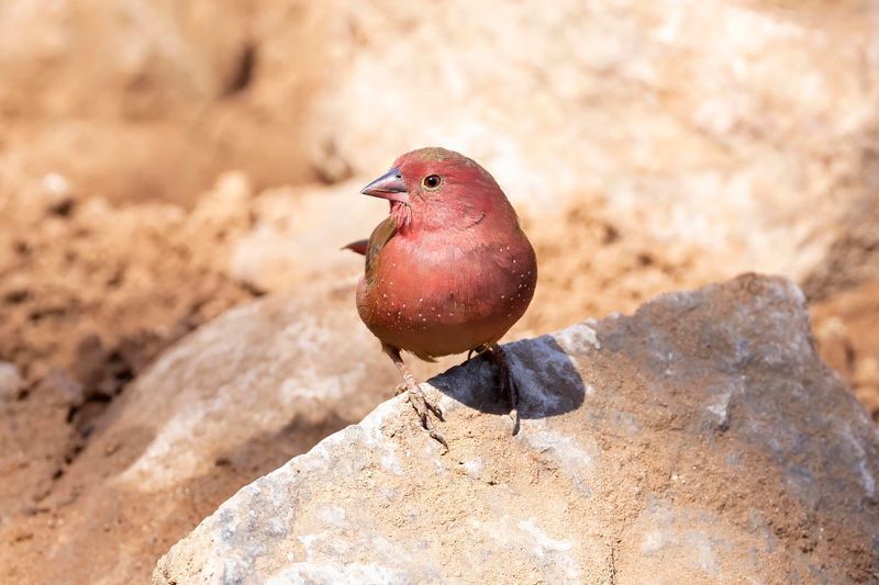 Red-billed Firefinch   South Africa