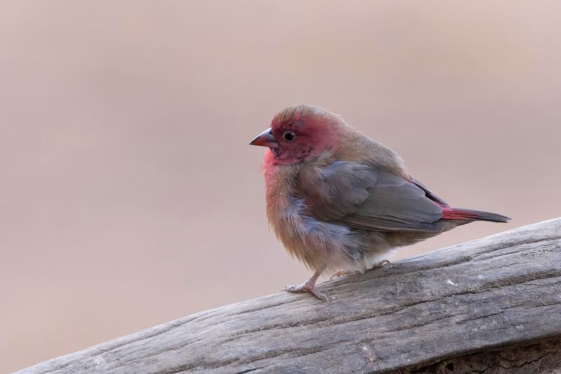 Firefinch,Red-billed 
