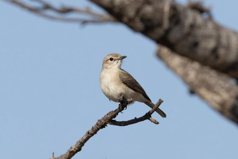 Pale Flycatcher    South Africa