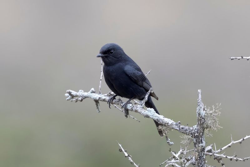 Southern Black Flycatcher.   South Africa