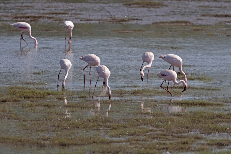 Lesser Flamingo   South Africa