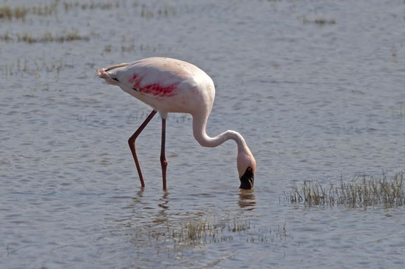 Lesser Flamingo   South Africa