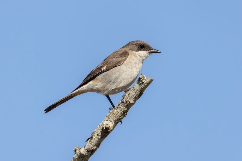 Fiscal Flycatcher     South Africa