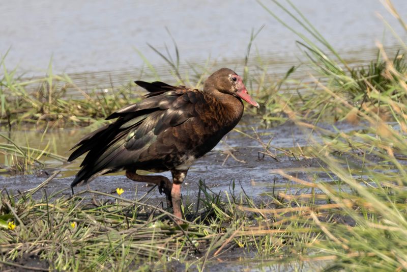 Spur-winged Goose.    South Africa
