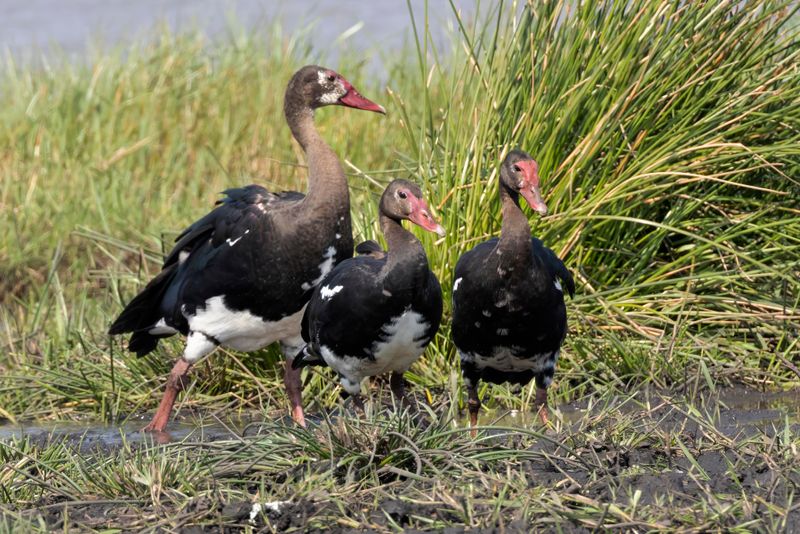 Goose,Spur-winged 