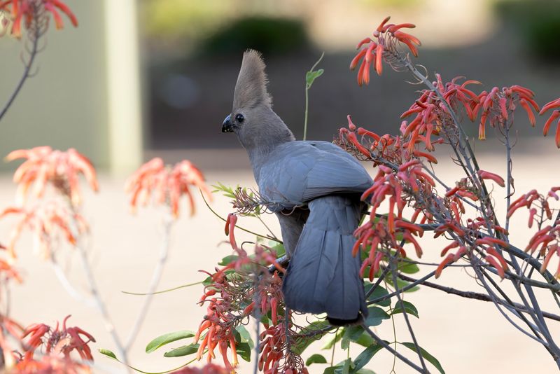 Grey Go-away Bird    South Africa