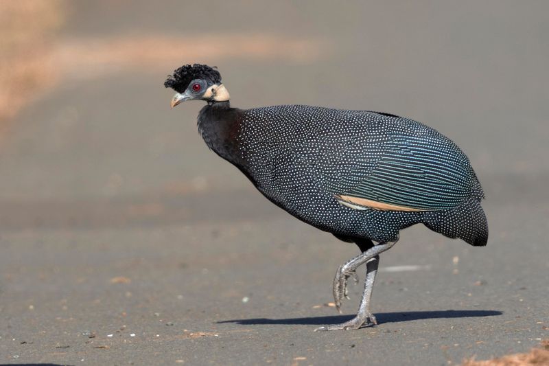 Crested Guineafowl.    South Africa