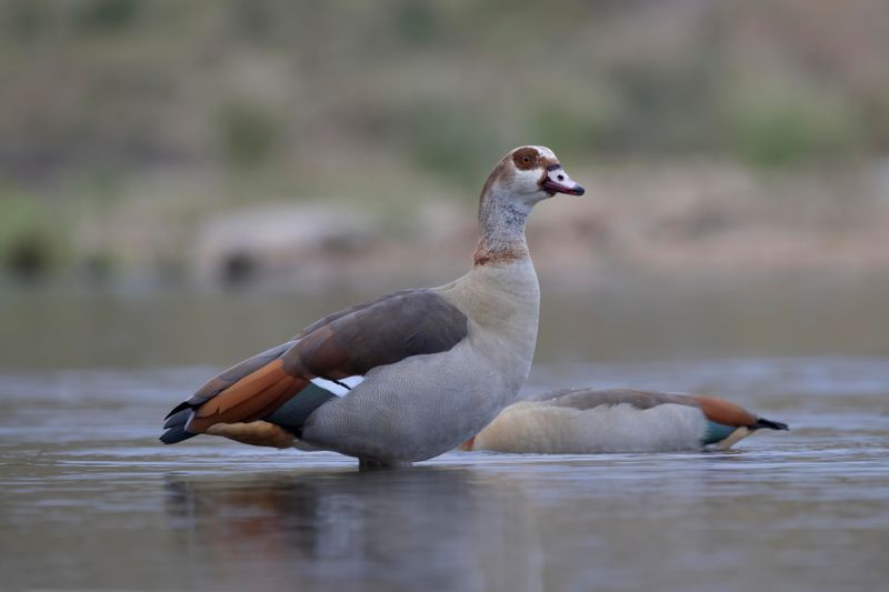 Egyptian Goose.   South Africa