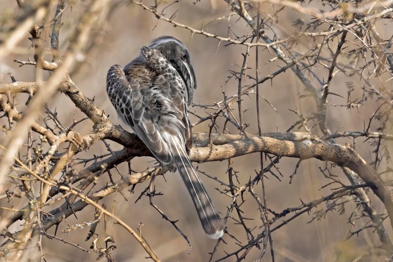 African Grey Hornbill    South Africa