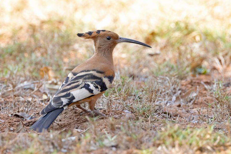 African Hoopoe    South Africa