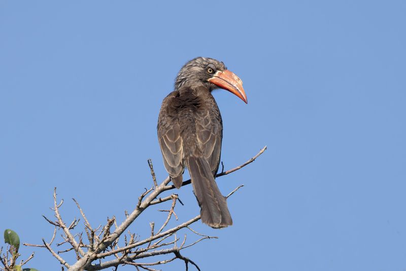 Crowned Hornbill   South Africa
