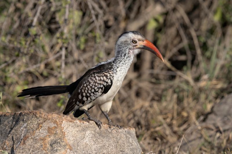 Hornbill,Southern Red-billed 