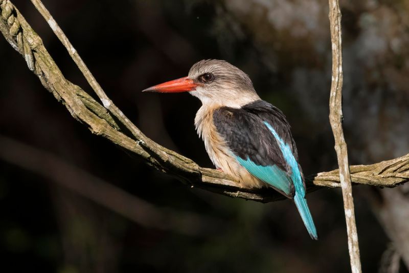 Brown-hooded Kingfisher.   South Africa