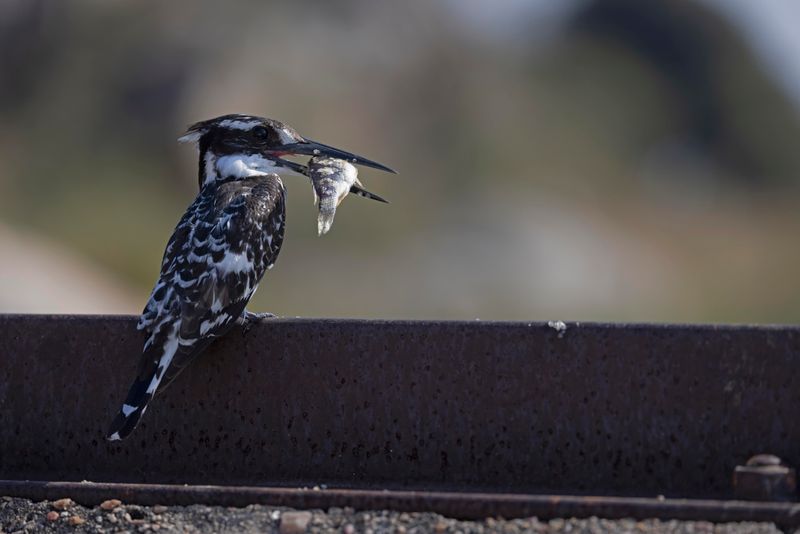 Pied Kingfisher   South Africa
