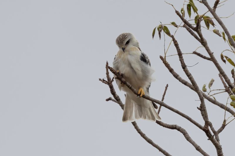 Black-winged Kite    South Africa