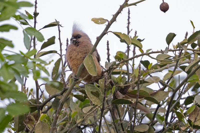 Speckled Mousebird.     South Africa