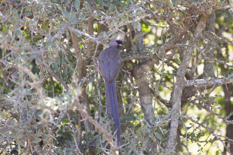 Mousebird,Speckled 