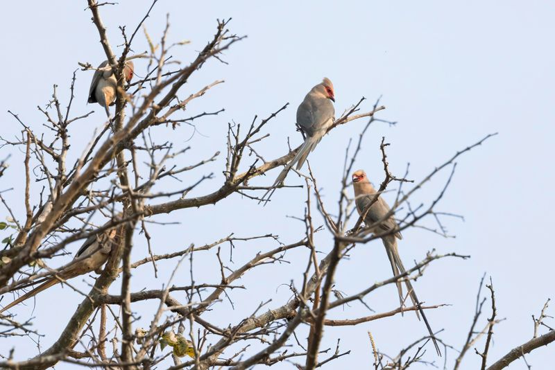 Red-faced Mousebird  South Africa