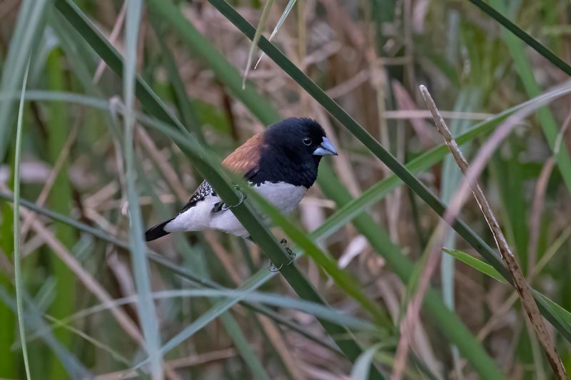 Red-backed Mannikin.    South Africa