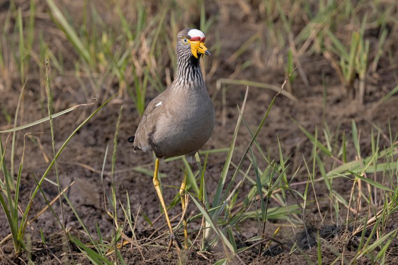 White-crowned Lapwing.   South Africa