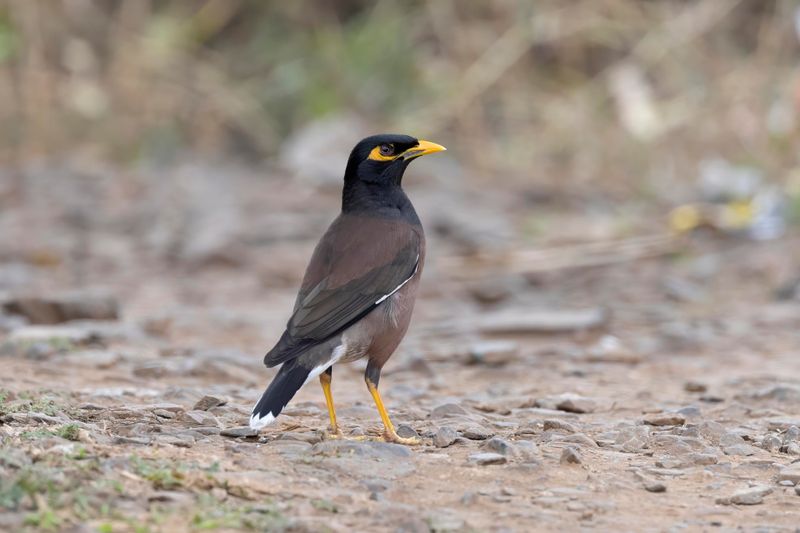 Common Mynah   South Africa
