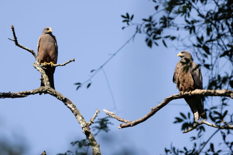 Yellow-billed Kite.   South Africa