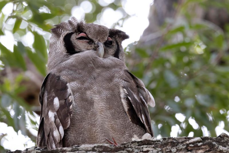 Verraux Eagle Owl.  South Africa