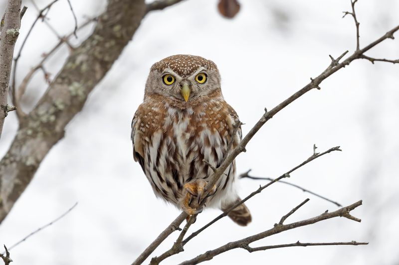Owlet,Pearl-spotted 