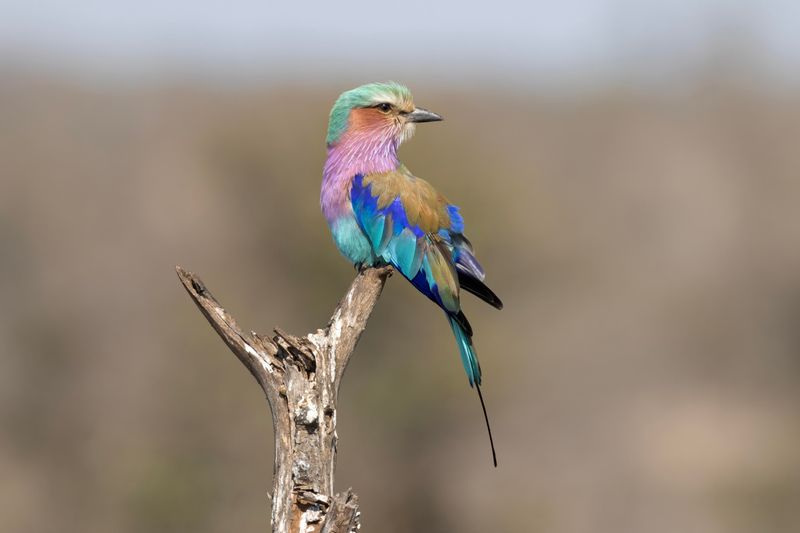 Lilac-breasted Roller.   South Africa