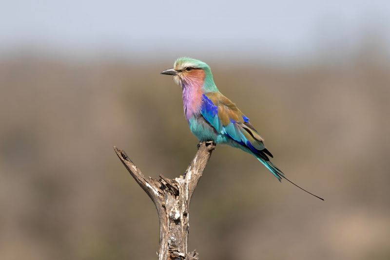 Roller,Lilac-breasted 