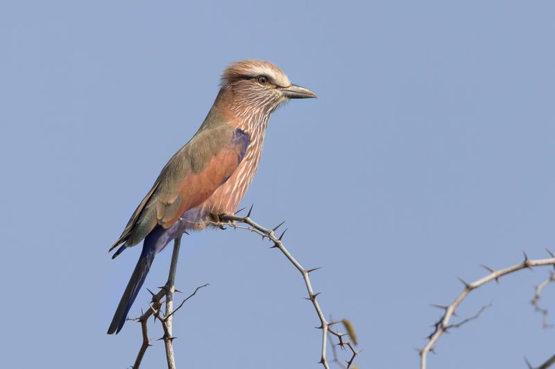 Purple Roller.   South Africa