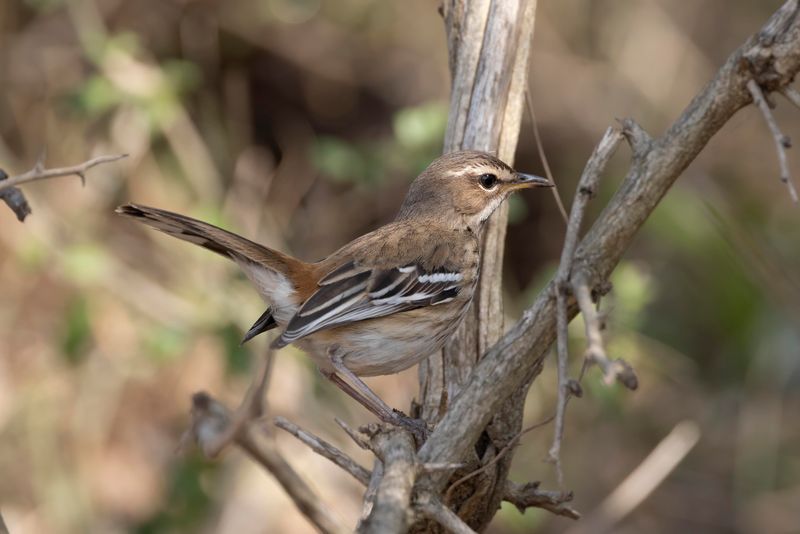 White-browed Scrub Robin.   South Africa