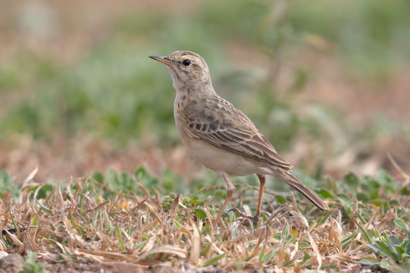 Pipit,African 