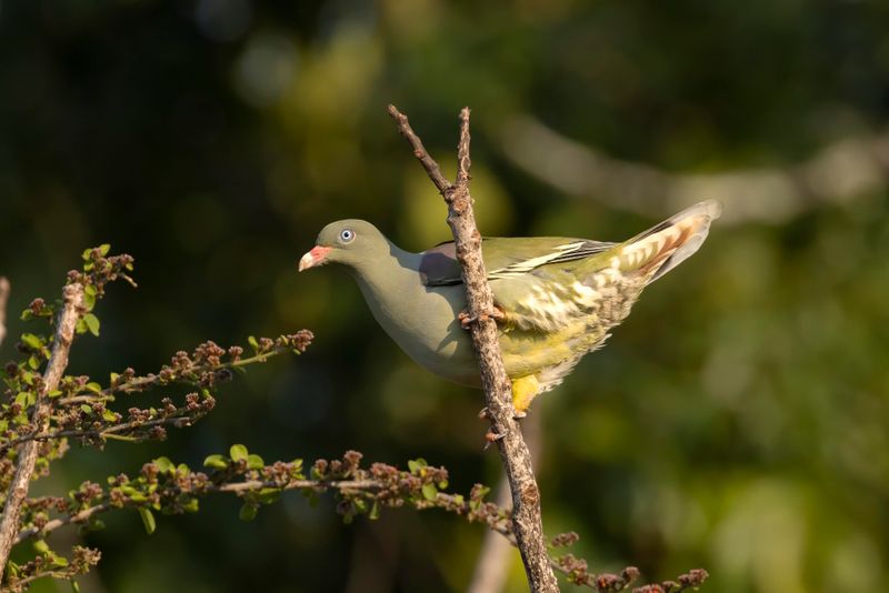 African Green Pigeon.  South Africa