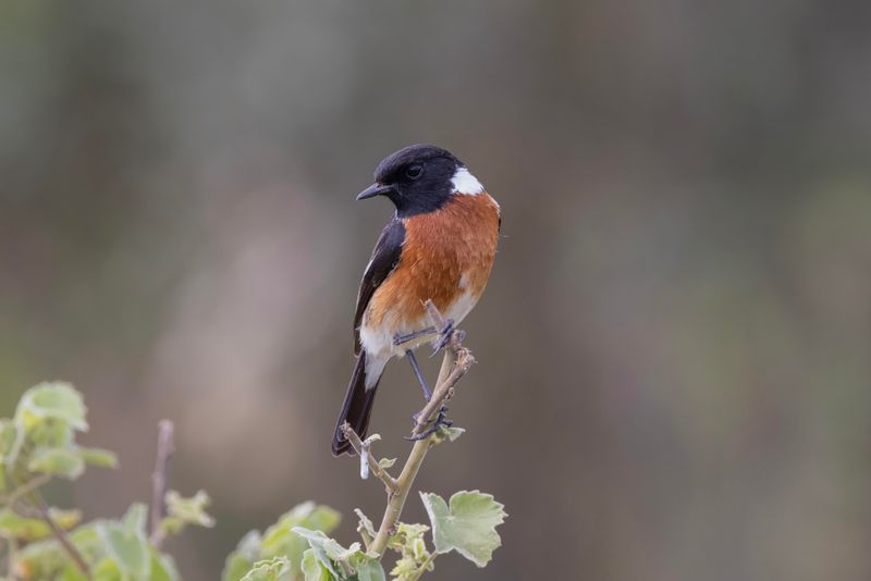 Stonechat,African 