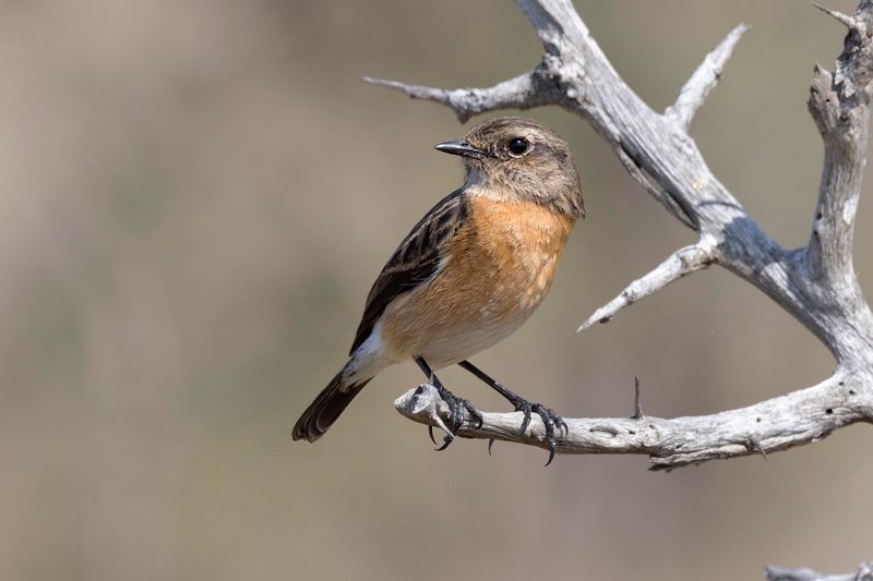 African Stonechat. South Africa