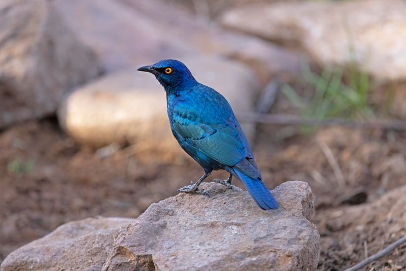 Cape Glossy Starling   South Africa