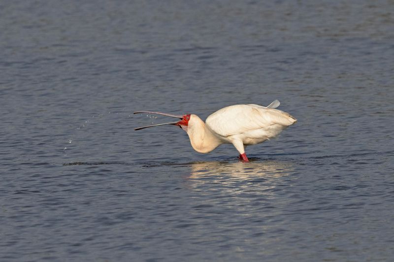 African Spoonbill.   South Africa