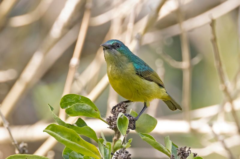 Collared Sunbird.    South Africa