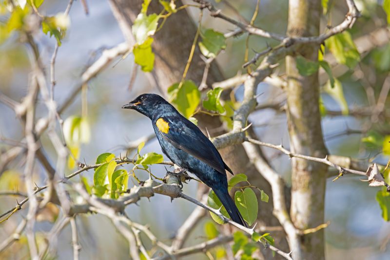 Black Cuckoo-shrike.  South Africa