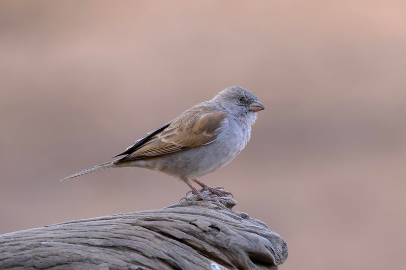 Southern Grey-headed Sparrow.  South Africa