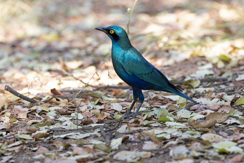 Greater Blue-eared Starling.    South Africa