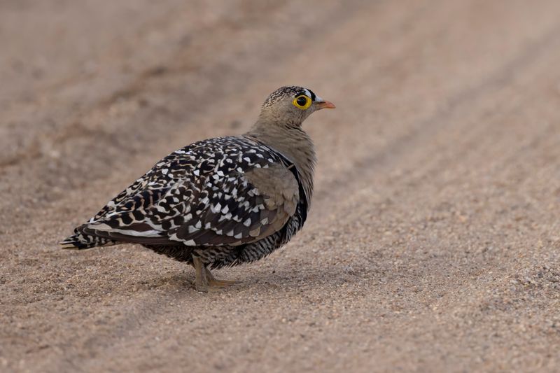 Double-banded Sandgrouse    South Africa