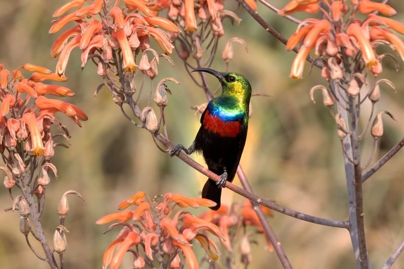 Sunbird,Southern Double-collared 