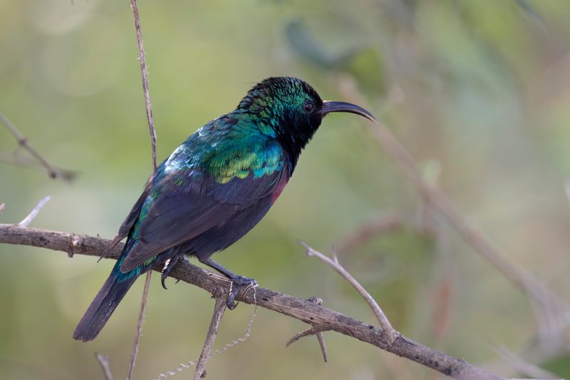 Southern Double-collared Sunbird.  South Africa